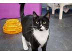 Adopt Jeb a Domestic Short Hair