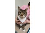 Adopt Sanchez a Domestic Short Hair