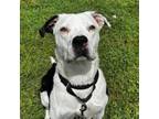 Adopt Bane | Ida a American Staffordshire Terrier