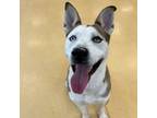 Adopt Kenny a Husky