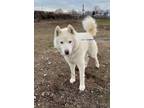 Adopt Resevoir a Husky