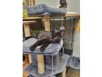 Adopt Hershey a Domestic Short Hair