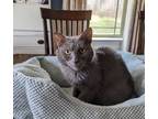 Adopt Tanner JR a Russian Blue, Domestic Short Hair