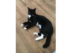 Adopt Robin BA a Domestic Short Hair