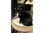 Adopt Filbert - NB a Domestic Short Hair