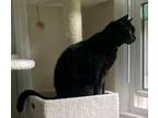 Adopt Lucky - LH a Domestic Short Hair