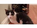 Adopt Brian - PA a Domestic Short Hair