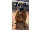 Adopt Walton a Bloodhound, Mastiff