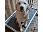 Adopt Benny a Great Pyrenees
