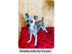 Adopt Smokey a Miniature Schnauzer, Australian Terrier