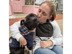 Adopt Hamlet a American Staffordshire Terrier