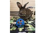 Adopt Ryker a Chinchilla