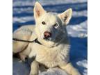 Adopt Tucker a Husky