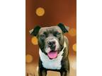Adopt Charlie a American Staffordshire Terrier