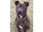 Adopt Linus a Pit Bull Terrier