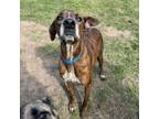 Adopt Boston Baked Bean a Pointer