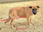 Adopt 2. Gaston a Shepherd