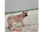 Adopt 2.Maurice a Shepherd