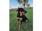 Adopt 2. Snickers a Rottweiler, Mixed Breed
