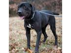 Adopt Morgan a Rottweiler, Black Labrador Retriever