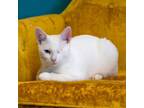 Adopt Globey a Domestic Short Hair, Siamese