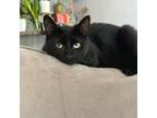 Adopt Volanis a Domestic Short Hair