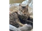 Adopt CHOCO a Maine Coon