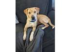 Adopt Bogie a Yellow Labrador Retriever