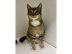 Adopt Jingle a Domestic Short Hair