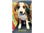Adopt Domino a Alaskan Malamute, Rottweiler