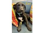 Adopt Earl P a Alaskan Malamute, Rottweiler