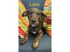 Adopt Luka P a Alaskan Malamute, Rottweiler