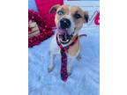 Adopt Ian a Catahoula Leopard Dog