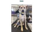 Adopt Kaleb a Catahoula Leopard Dog, Black Mouth Cur