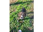 Adopt Juniper aka Barkley a Beagle, Hound