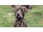 Adopt Bowser #53691 a Mountain Cur