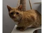 Adopt Lucky Charm a Domestic Short Hair, Tabby