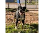 Adopt Finn a Rottweiler