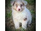 Mutt Puppy for sale in Smithville, AR, USA