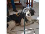 Adopt Clyde a English Springer Spaniel