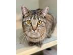 Adopt Felix a Tabby