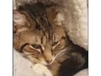 Adopt Jude a Tabby