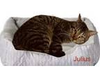 Adopt Julius a Domestic Short Hair