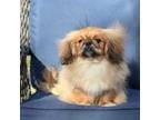 Pekingese Puppy for sale in Paducah, KY, USA