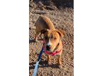 Adopt Rian a Red/Golden/Orange/Chestnut - with White Labrador Retriever dog in