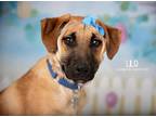 Adopt Lilo a Brown/Chocolate - with Black Labrador Retriever dog in Littleton