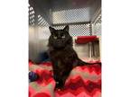 Adopt Maggie a Domestic Mediumhair / Mixed cat in Kalamazoo, MI (37653050)