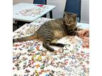 Adopt Pillar a Brown Tabby Domestic Shorthair cat in Richardson, TX (37460402)