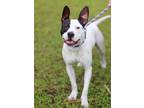 Adopt Naomi a White Terrier (Unknown Type, Small) / Mixed dog in Gulfport