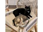 Adopt Breezy and Chili (Bonded Pair) a All Black Domestic Shorthair / Mixed cat